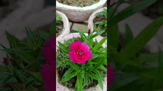 #priyankahomekitchenandgarden #seasonalplants #hardyplants#dinthusfloweringplants#gardeningplants