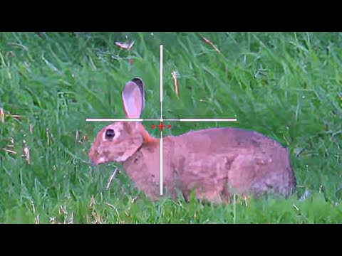 High Power RABBIT HUNTING - FX Impact