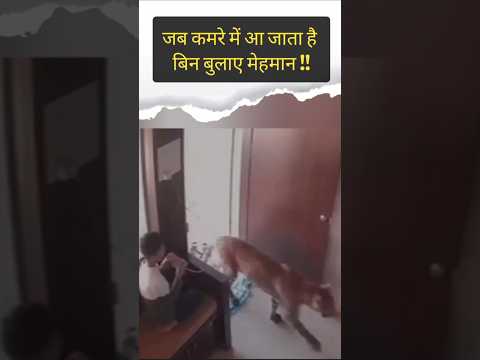 जब कमरे में एक leopard घुस जाता है #true #funny #shorts