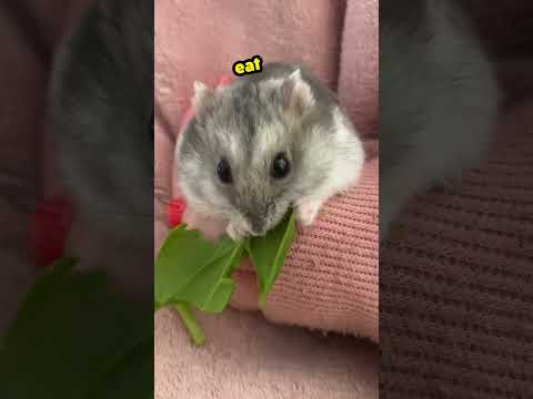 CUTE Hamster eats SPINACH... #cute #pets #hamtaro