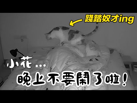 【黃阿瑪的後宮生活】小花...晚上不要鬧了啦！