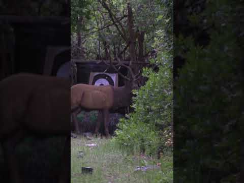 Name something more satisfying then smoking foam at the 3D range! #archery #bowhunting #mfjj