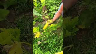 Harvesting Squash. More on my pages. Let’s connect. #farmlife #squash #lifehacks #farmtips #veggies