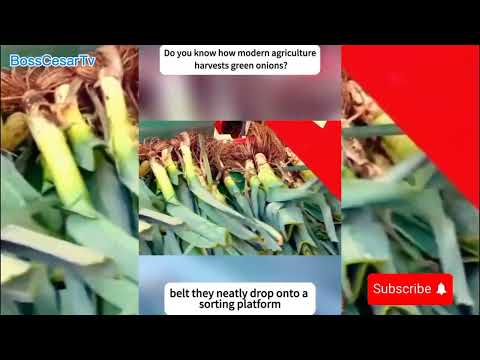 How Modern Agriculture Harvest Green Onions #agriculture #satisfying #farming #technology #farmer