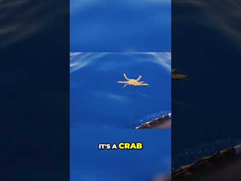 Amazing Sea Creatures: Encounter with a Giant Turtle and Crab