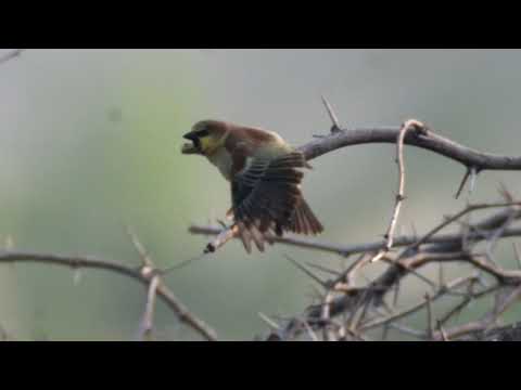 Plain-backed Sparrow (Passer flaveolus)