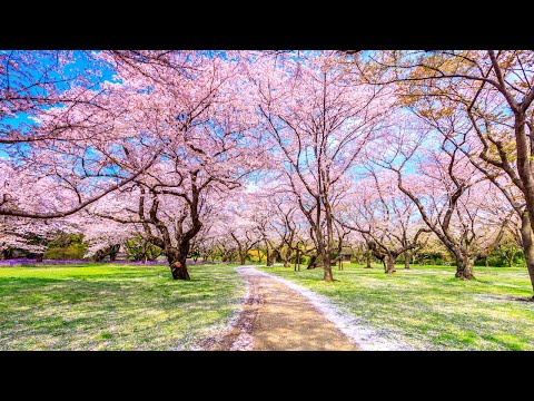 桜 - 河口恭吾（フル）