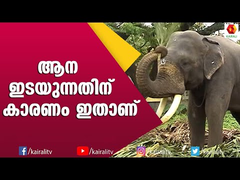 രവിപുരം ഗോവിന്ദന്റെ വൈറൽ കുളി | E4 Elephant