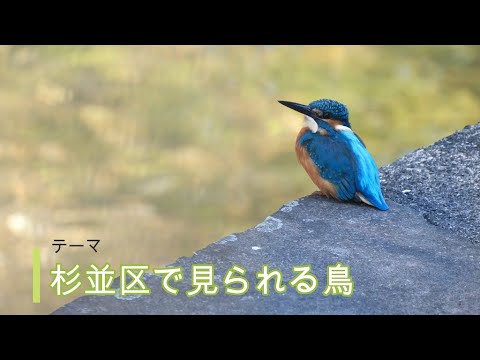 杉並区で見られる鳥