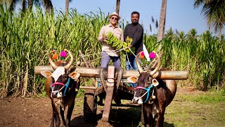 This Engineer Returned From The US To Build An Organic Movement! 12,000 Farmers! ORGANIC MANDYA