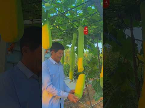 China's Smart Gardening Hack! 🌿🥒 No More Market Trips! 🏡🚜