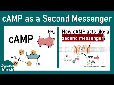 cAMP as second messenger | cAMP pathway | How cAMP acts like a second messenger ?