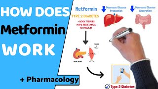 How does Metformin Work?  (EASY Pharmacology)