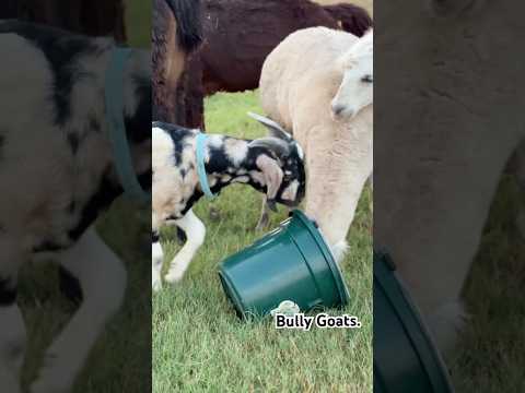 Gotta eat fast around here. #ranch #barnyard #barnlife #countryliving #countrylife #cutegoats #goats