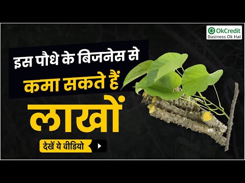 Giloy Farming | गिलोय की खेती कैसे करें | Tinospora Cordifolia Farming Explained in Hindi | OkCredit