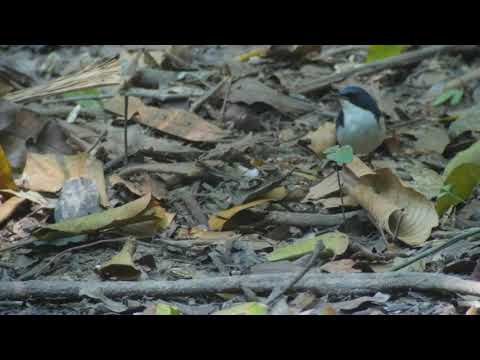 Siberian Blue Robin (Larvivora cyane)