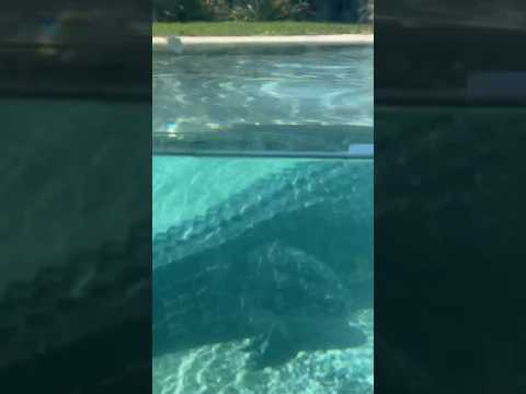 Biggest crocodile hiding in pool 🤯 #youtubeshorts #shorts #reels