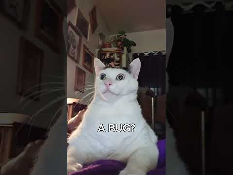 What’s Inside a Cat’s Mind? #funnycats #cats #catlover #memepage #memesvideo #failsvideo #catjump