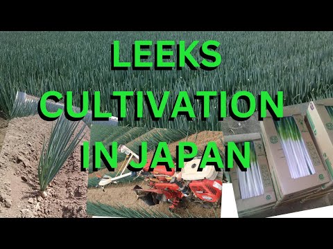 Leeks cultivation in Japan #agriculture #leeks #japan