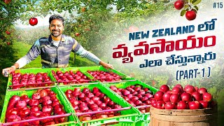 Village Farming In Cromwell Town New Zealand 🇳🇿 | Uma Telugu Traveller