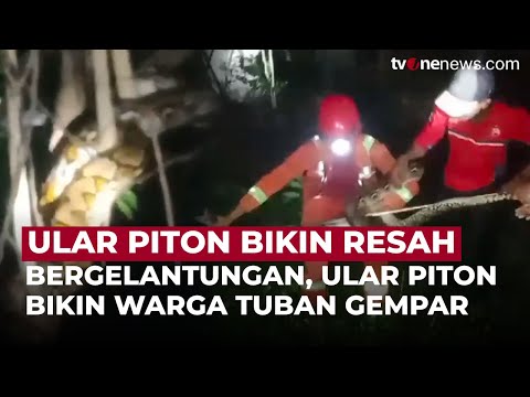 Ular Piton Raksasa Intai Warung Makan, Warga Tuban Gempar! | OneNews Update