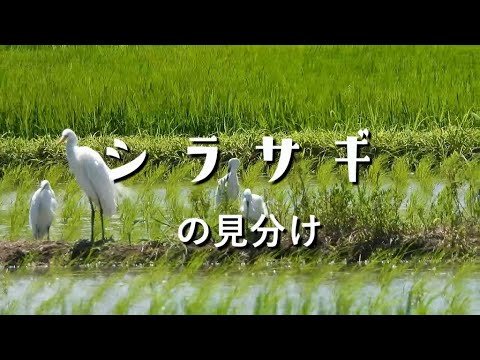 【野鳥解説】シラサギの見分け方