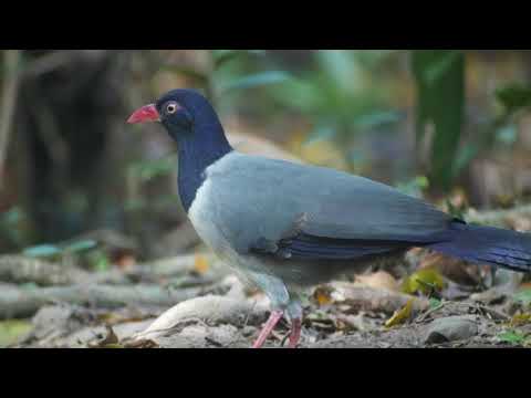 Coral-billed Ground Cuckoo.