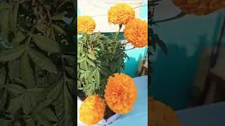 #seasonalplants #minivlog #highlightseveryone #everyone