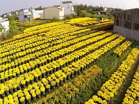 Drone in Flower Spring field |Video-Audio footage HD Free