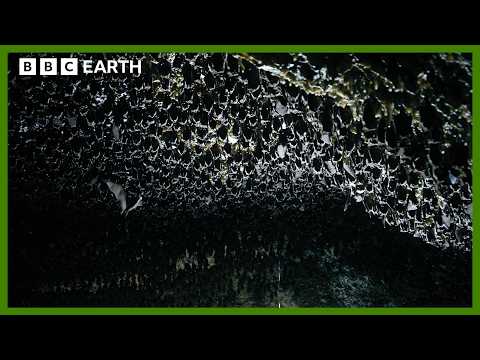 Frozen in Time: The Hidden Bat Caves Beneath the Himalayas | BBC Earth