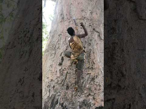 #hadzabe #hadzabetribe #hadza #tree #wildlife #nature #africa #forest #africantravel #challenge