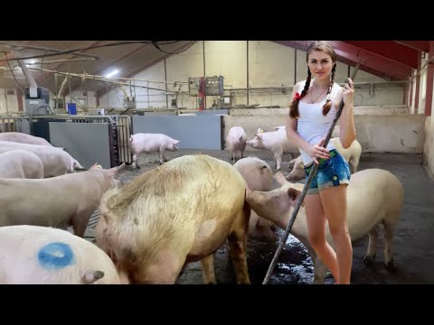 What Makes a Good Pig Farm