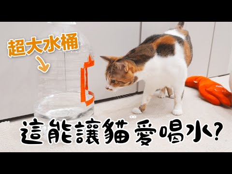 【黃阿瑪的後宮生活】這能讓貓愛喝水？用水桶自製飲水器！