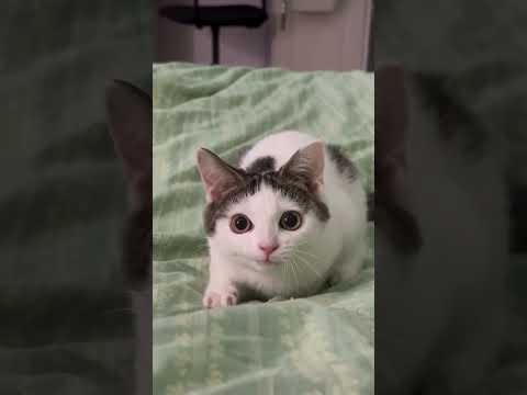 Look at this face 😂 #cat #catvideos #catshorts #catshortvideofunny #catoftiktok