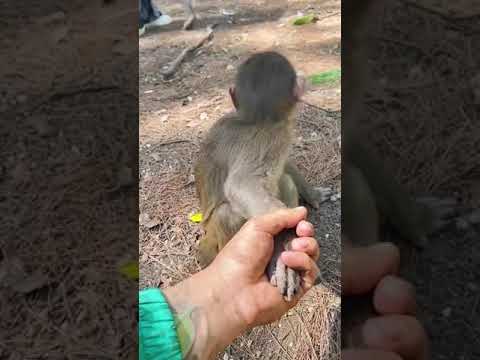 See the reaction of the monkey #trending #trendingshort #viralvideo #animals #nature  subscribe