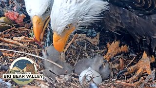 Big Bear Bald Eagle Live Nest - Cam 1