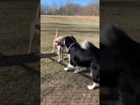 Wesley makes another new friend at the dog park. It feels like spring! #dogshorts #rescuedoglove