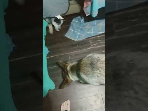 Under the couch again #dog #doglover #animals #pets #dogs #heeler