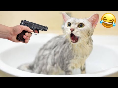 Funny Cats Compilation 2024 || try not to laugh impossible challenge