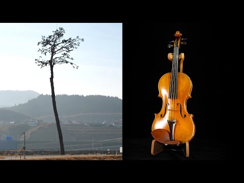 TSUNAMI VIOLIN  〜鎮魂の音色〜