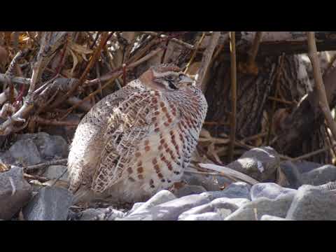 Tibetan Partridge (Perdix hodgsoniae)