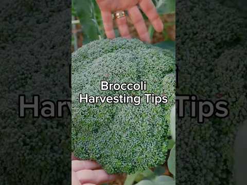 When to Harvest Broccoli - Don't let it flower!