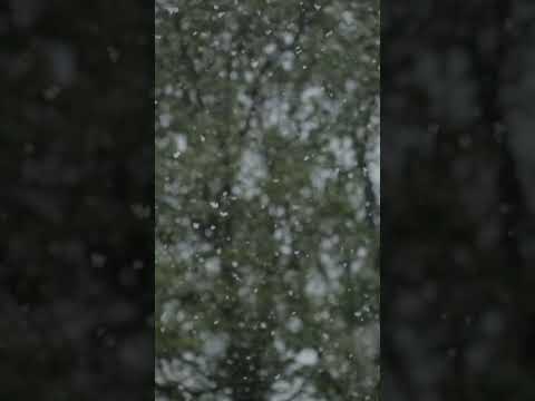 April Snow                                                             #snow #snowflakes #slowmotion