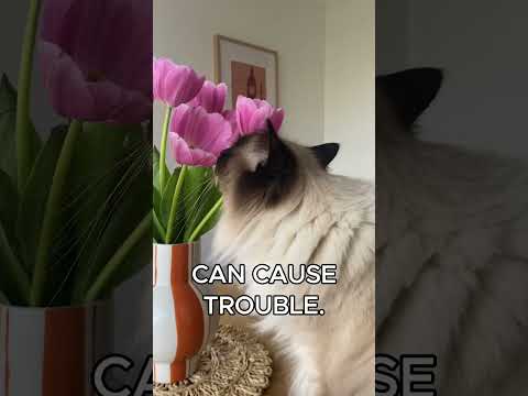 Tulips = Danger for Cats? #tulip #cathealth #catcare #cattips #houseplants #catvideos #catfacts