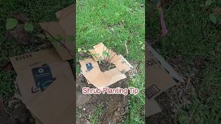 Shrub Planting Hack #fallplanting #plants #youtubeshorts #shorts