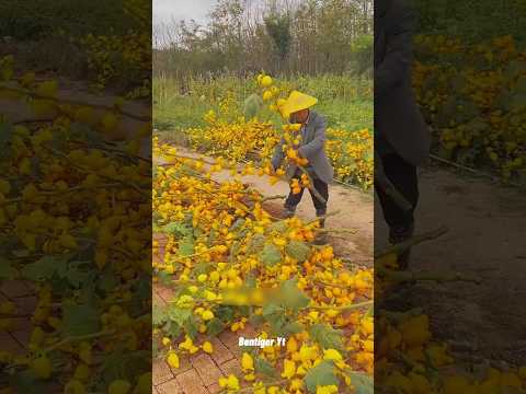 Fake Mushrooms in China! 🍄🚨