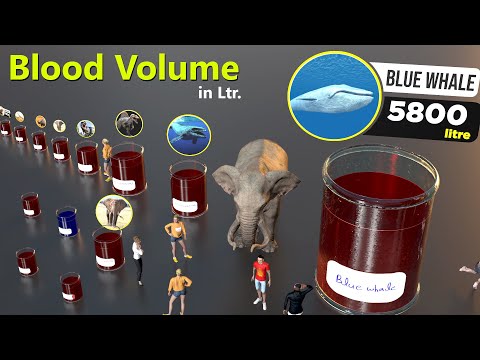 Blood Volumes comparison by liter    | Animal | Dinosaur | Godzilla| Kong | Human bloods