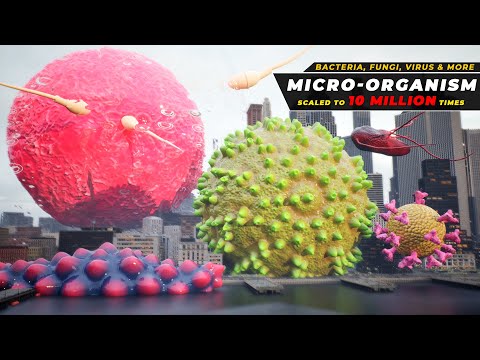 Microbe size at 10 Million times Scale  | if Micro live become 10 million times bigger