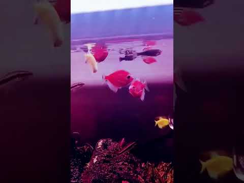 #fishtales #fishaquarium #school #music #remix #djremix #fish #songs #home #pets