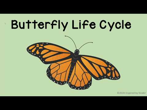 Butterfly Life Cycle